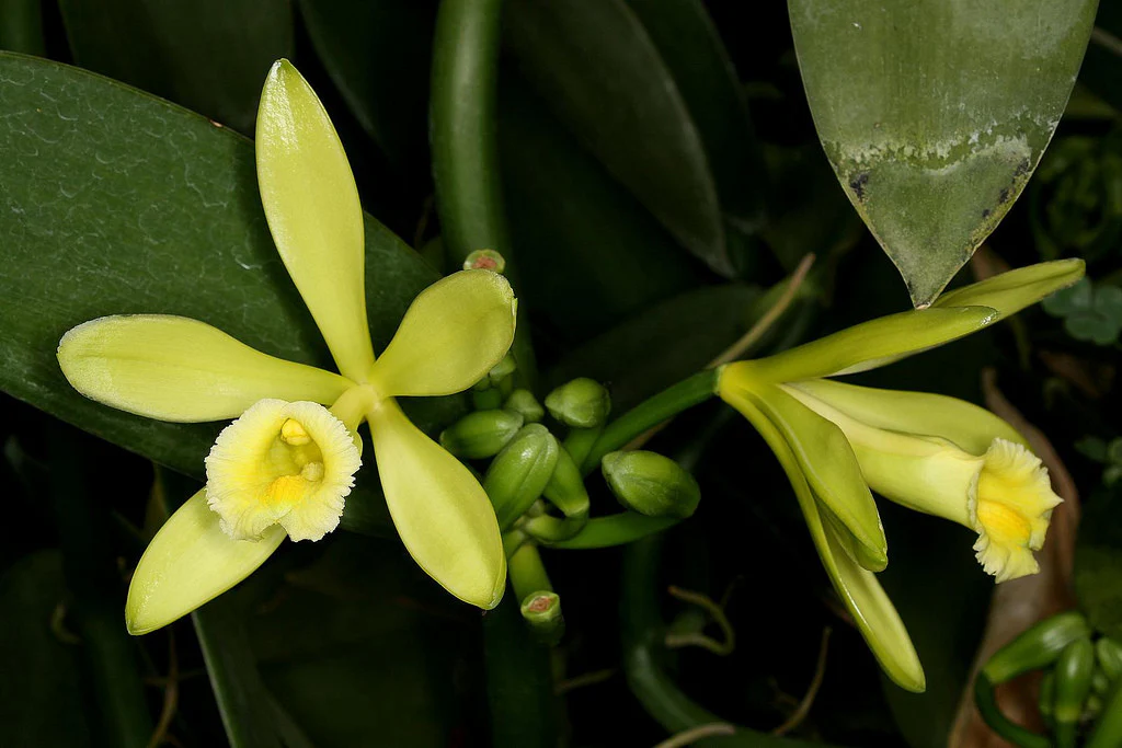 Hình ảnh tổng thể cây Vanilla Planifolia, giống Vanilla phổ biến nhất dùng để sản xuất Vanilla tự nhiên.
