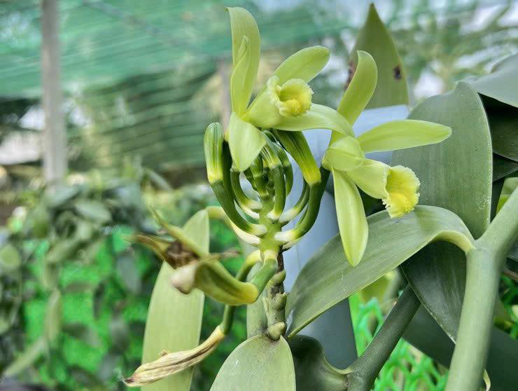 Giàn leo giúp cây Vanilla phát triển thân và rễ khí sinh ổn định.