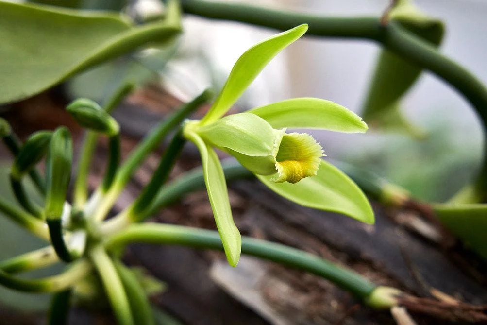 Hoa Vanilla nở đúng thời điểm để thực hiện thụ phấn thủ công.