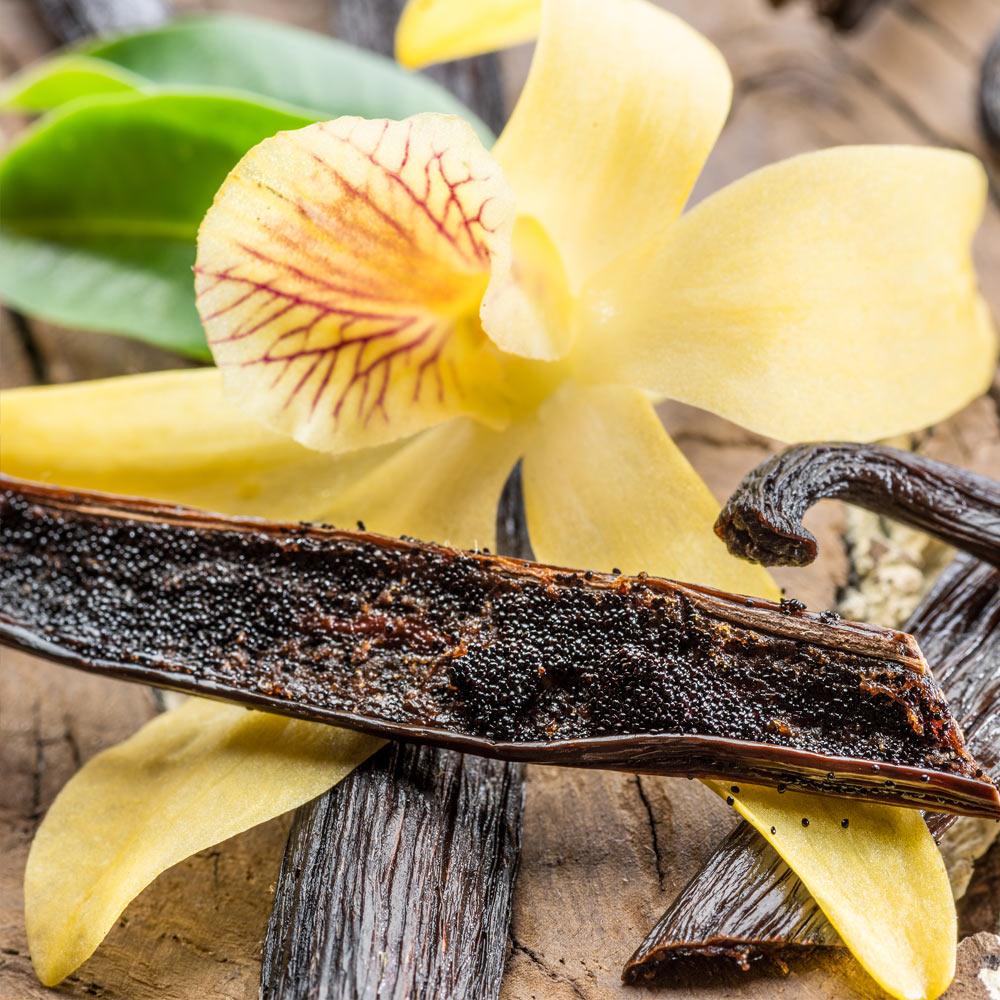 Quả Vanilla Planifolia sau khi phát triển trên cây.