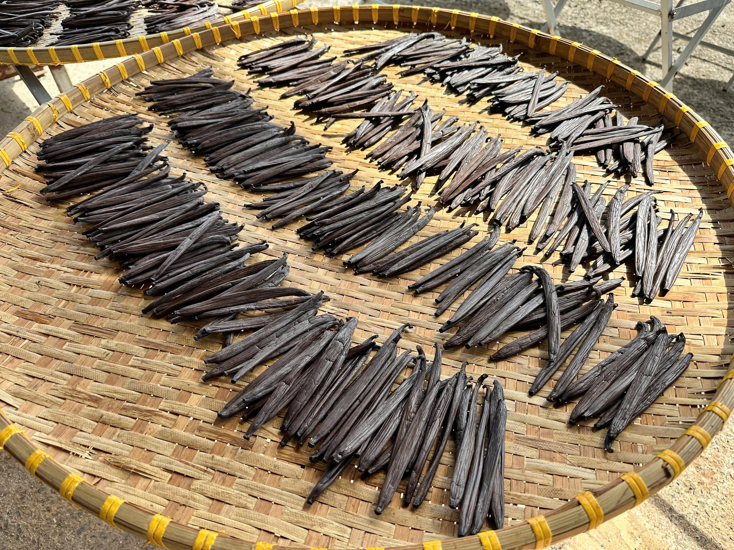 Vanilla Tahitensis nổi bật với hương thơm hoa và trái cây.